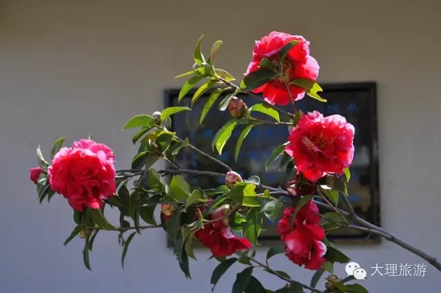 
�����軨 ���d ��